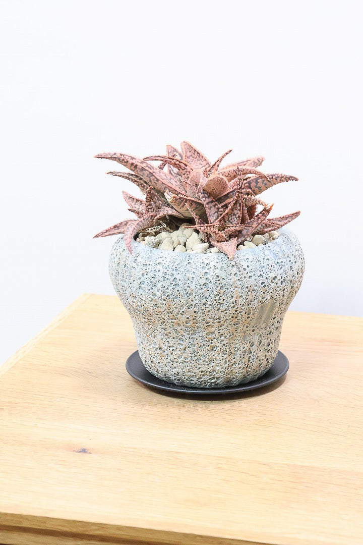 【アロエ SPレッド】子株がたくさんあります！APEGOでかなり長い期間をかけて大きく、そして発色良く育てました！これは他には無い特別な一鉢です！