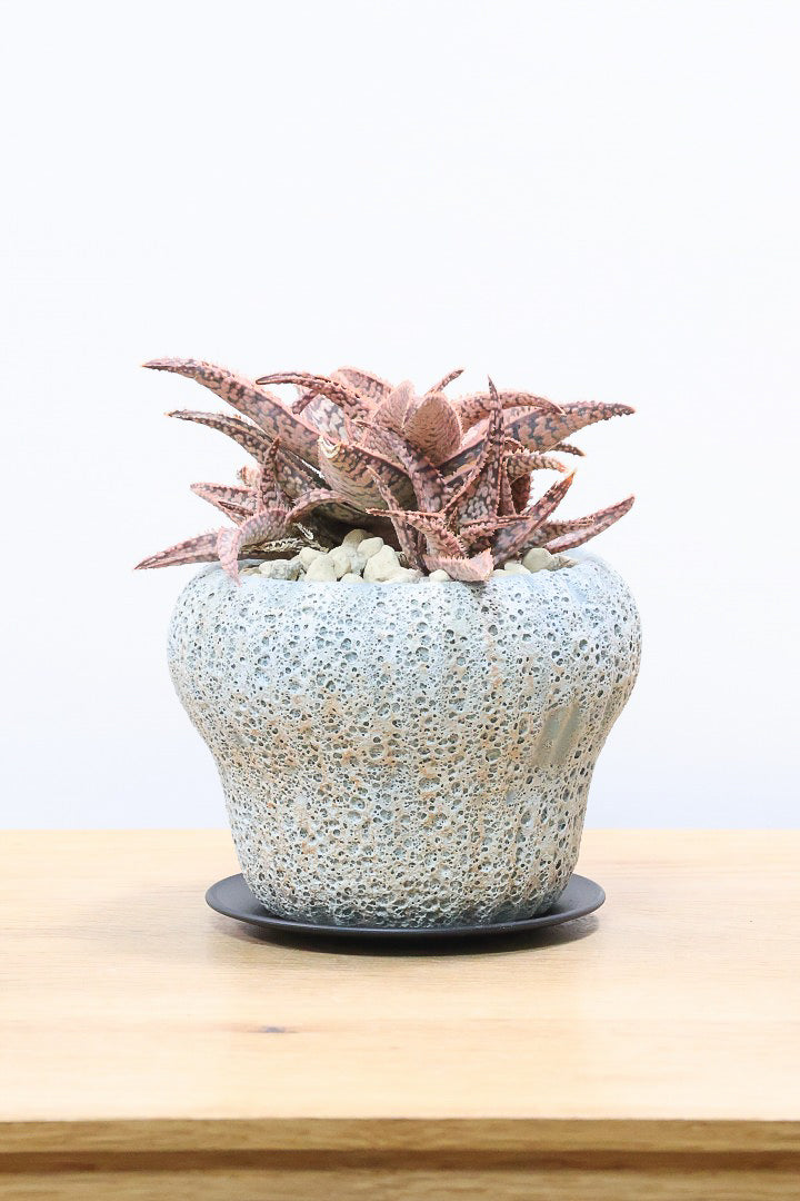 【アロエ SPレッド】子株がたくさんあります！APEGOでかなり長い期間をかけて大きく、そして発色良く育てました！これは他には無い特別な一鉢です！