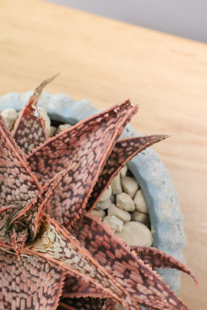 【アロエ SPレッド】子株がたくさんあります！APEGOでかなり長い期間をかけて大きく、そして発色良く育てました！これは他には無い特別な一鉢です！