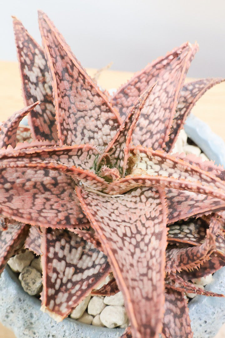 【アロエ SPレッド】子株がたくさんあります！APEGOでかなり長い期間をかけて大きく、そして発色良く育てました！これは他には無い特別な一鉢です！