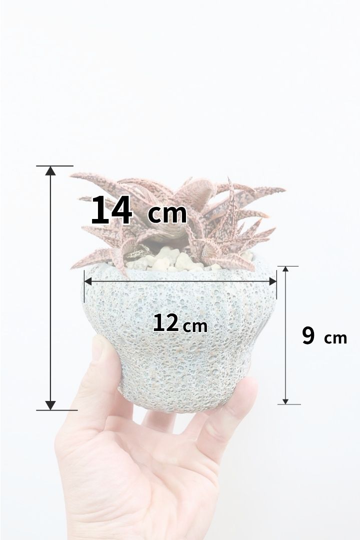 【アロエ SPレッド】子株がたくさんあります！APEGOでかなり長い期間をかけて大きく、そして発色良く育てました！これは他には無い特別な一鉢です！