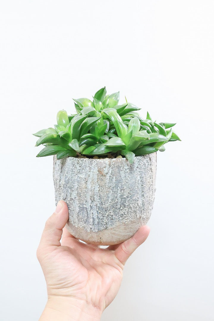 【ハオルチア レツーサグリーン】限定1鉢！星形のかわいいフォルムだけど葉はすごく硬いんです！今回限りの入荷です！