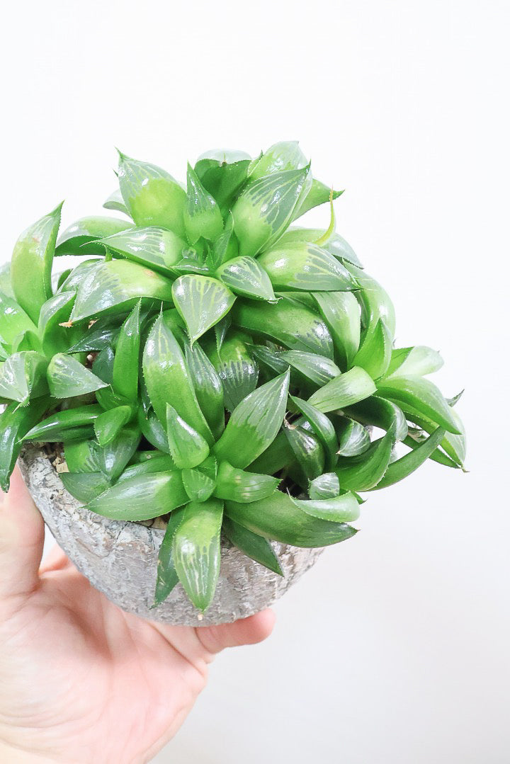 【ハオルチア レツーサグリーン】限定1鉢！星形のかわいいフォルムだけど葉はすごく硬いんです！今回限りの入荷です！