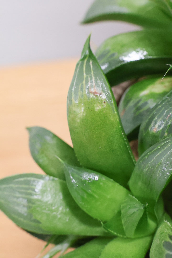 【ハオルチア レツーサグリーン】限定1鉢！星形のかわいいフォルムだけど葉はすごく硬いんです！今回限りの入荷です！