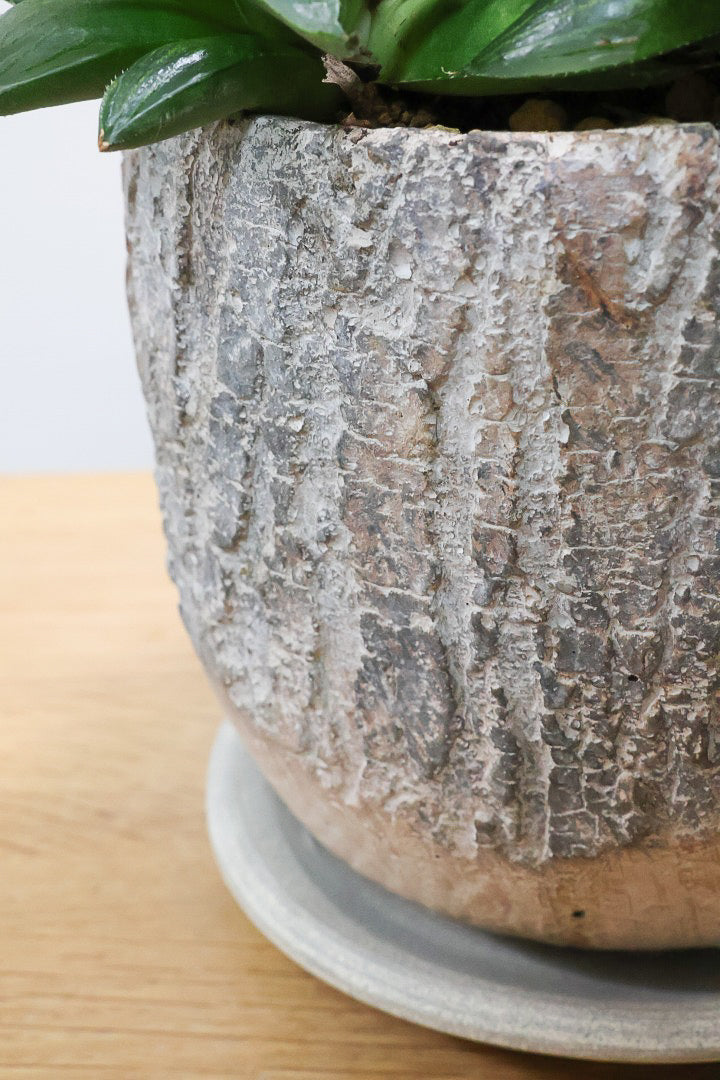 【ハオルチア レツーサグリーン】限定1鉢！星形のかわいいフォルムだけど葉はすごく硬いんです！今回限りの入荷です！