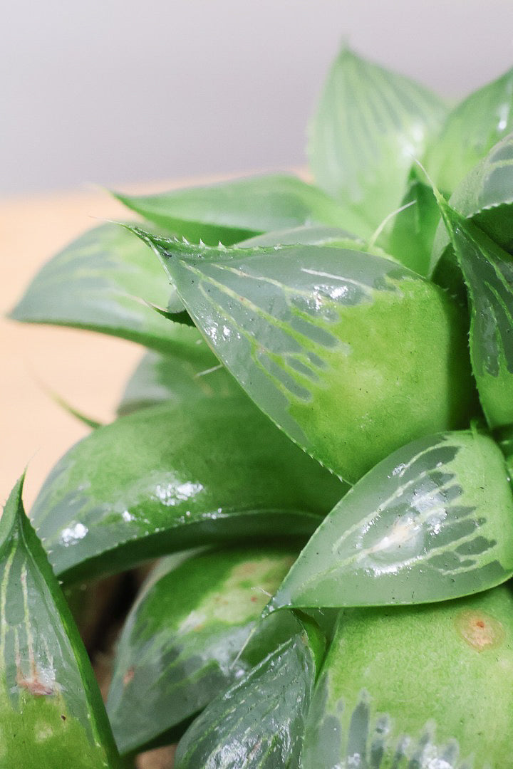 【ハオルチア レツーサグリーン】限定1鉢！星形のかわいいフォルムだけど葉はすごく硬いんです！今回限りの入荷です！