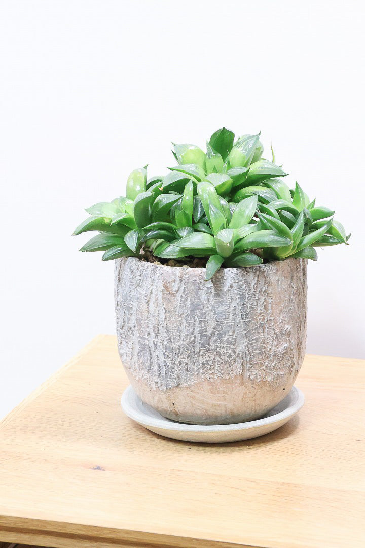 【ハオルチア レツーサグリーン】限定1鉢！星形のかわいいフォルムだけど葉はすごく硬いんです！今回限りの入荷です！
