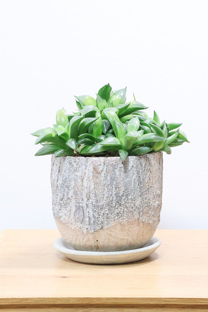 【ハオルチア レツーサグリーン】限定1鉢！星形のかわいいフォルムだけど葉はすごく硬いんです！今回限りの入荷です！