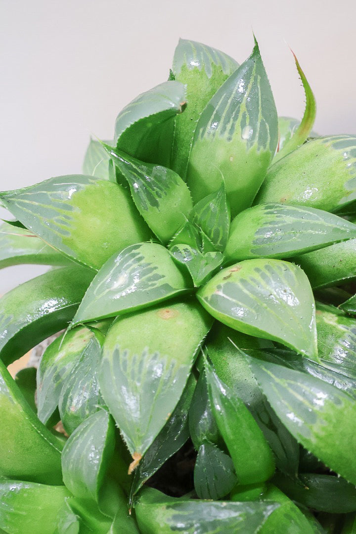 【ハオルチア レツーサグリーン】限定1鉢！星形のかわいいフォルムだけど葉はすごく硬いんです！今回限りの入荷です！