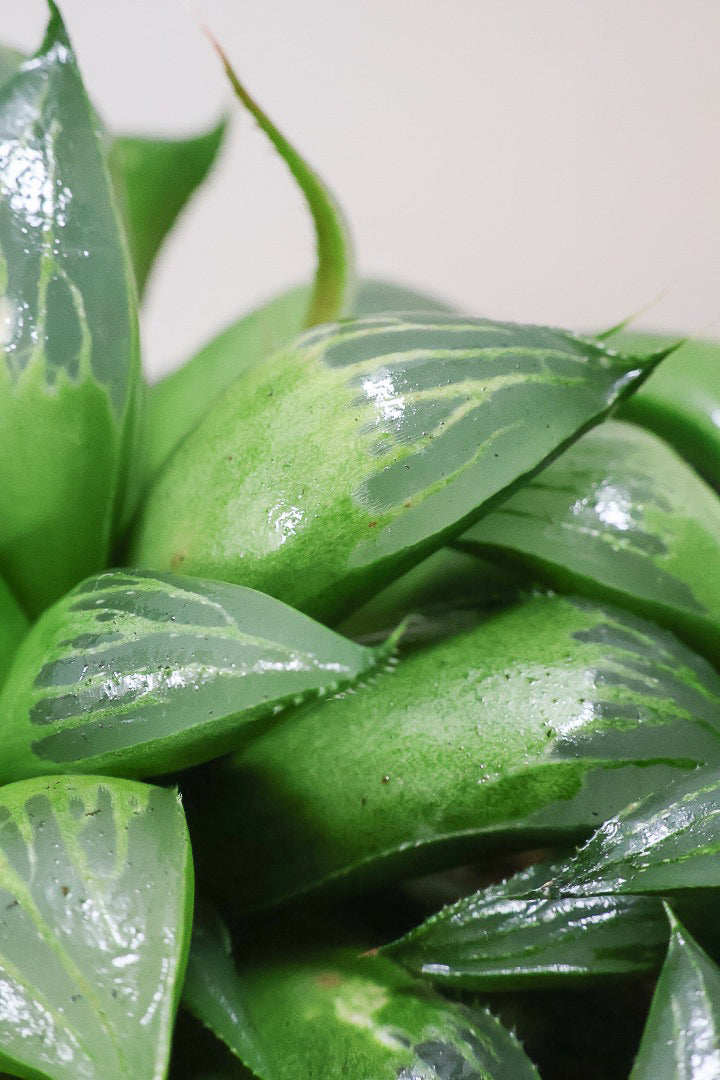 【ハオルチア レツーサグリーン】限定1鉢！星形のかわいいフォルムだけど葉はすごく硬いんです！今回限りの入荷です！