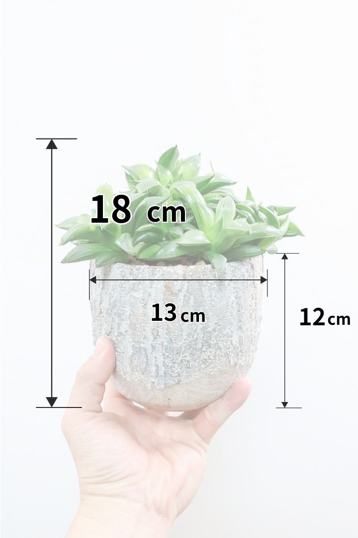 【ハオルチア レツーサグリーン】限定1鉢！星形のかわいいフォルムだけど葉はすごく硬いんです！今回限りの入荷です！