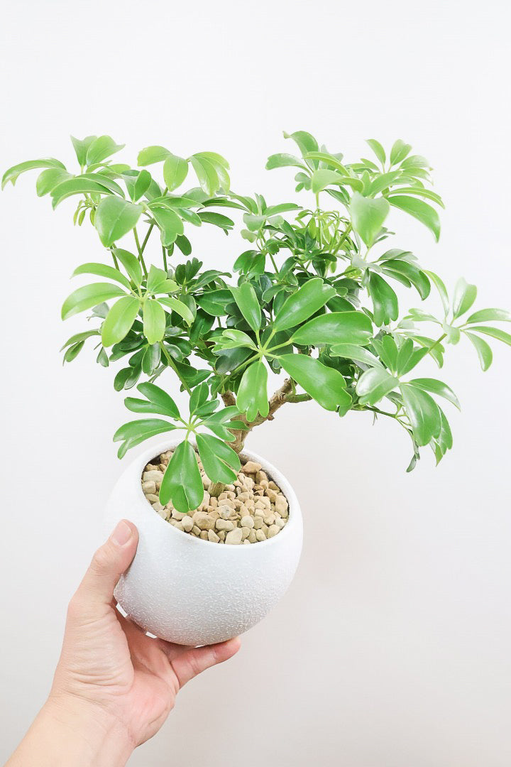 ☆ シェフレラ◦レナータ♪ 158cm リビングサイズ♪ シェフレラ レナータW61531| 観葉植物の通信販売 | APEGO(アペーゴ)