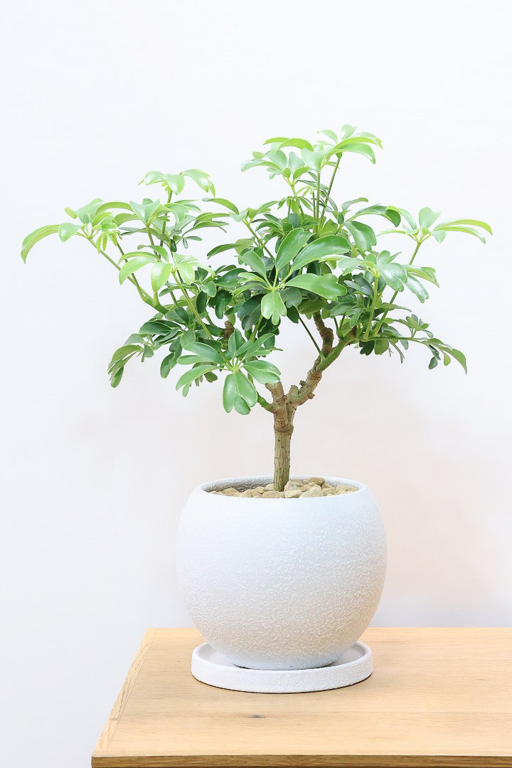 シェフレラ レナータW61531| 観葉植物の通信販売 | APEGO(アペーゴ)