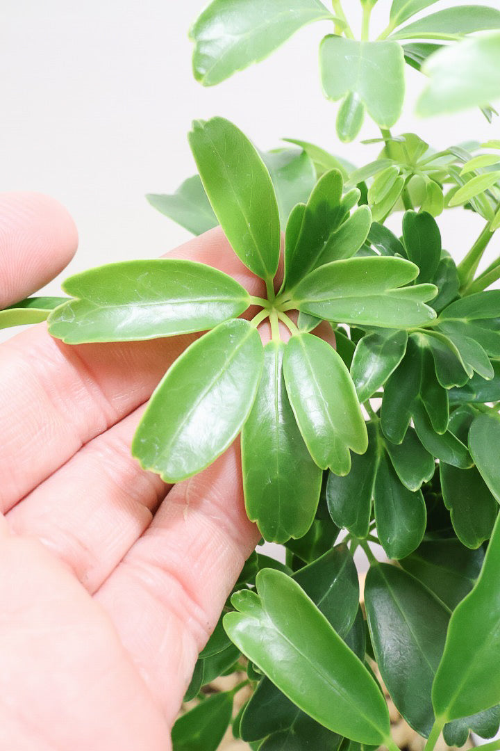 シェフレラ レナータW61531| 観葉植物の通信販売 | APEGO(アペーゴ)