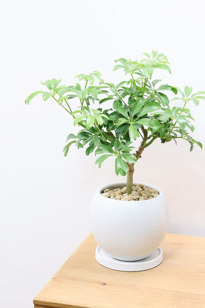 シェフレラ レナータW61531| 観葉植物の通信販売 | APEGO(アペーゴ)