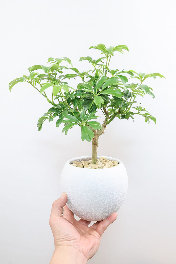 シェフレラ レナータW61531| 観葉植物の通信販売 | APEGO(アペーゴ)