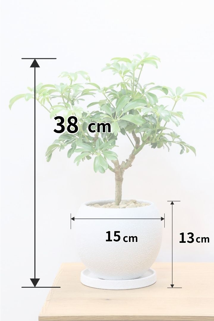 ☆ シェフレラ◦レナータ♪ 158cm リビングサイズ♪ シェフレラ レナータW61531| 観葉植物の通信販売 | APEGO(アペーゴ)