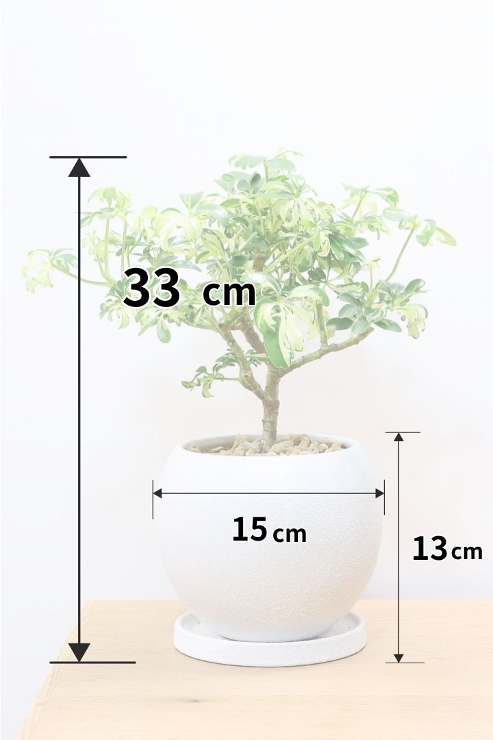 シェフレラ レナータW61532| 観葉植物の通信販売 | APEGO(アペーゴ) シェフレラ レナータW61532| 観葉植物の通信販売 | APEGO(アペーゴ)