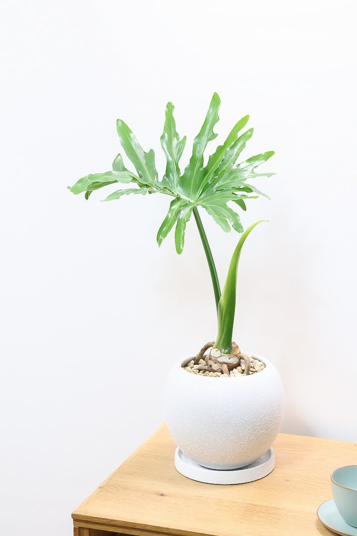セローム W61533| 観葉植物の通信販売 | APEGO(アペーゴ)