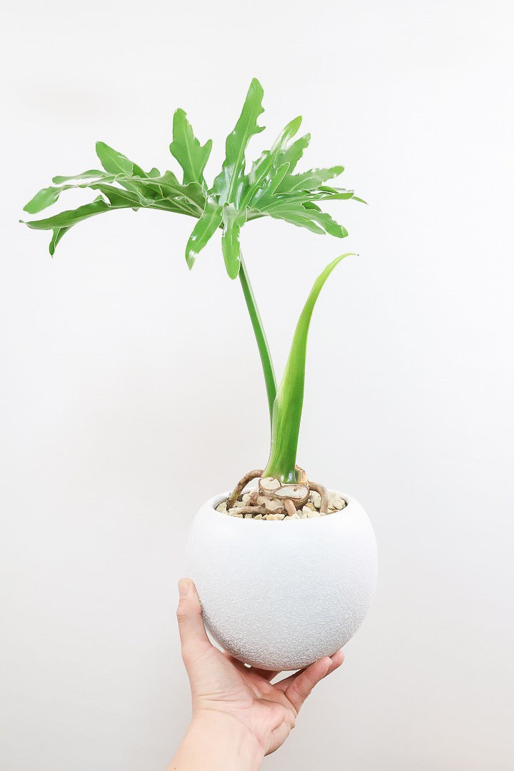セローム W61533| 観葉植物の通信販売 | APEGO(アペーゴ)