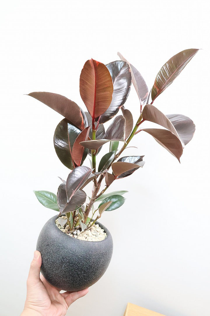 【フィカス ブルールビー】今回が最後の入荷！とても濃い葉色が美しい！今後どのように葉色が変化していくか楽しみです！