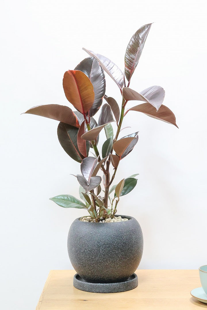 【フィカス ブルールビー】今回が最後の入荷！とても濃い葉色が美しい！今後どのように葉色が変化していくか楽しみです！