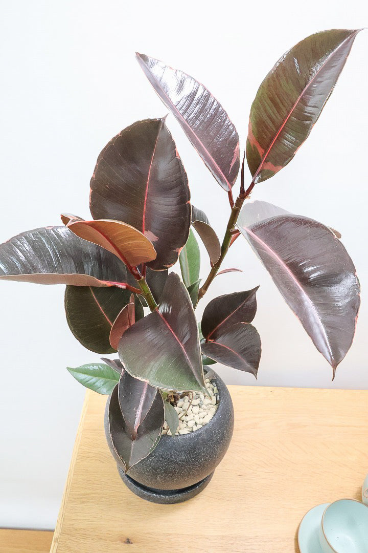 【フィカス ブルールビー】今回が最後の入荷！とても濃い葉色が美しい！今後どのように葉色が変化していくか楽しみです！