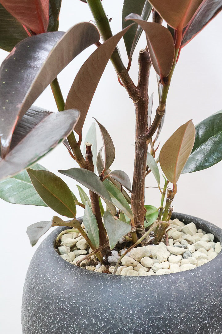 【フィカス ブルールビー】今回が最後の入荷！とても濃い葉色が美しい！今後どのように葉色が変化していくか楽しみです！