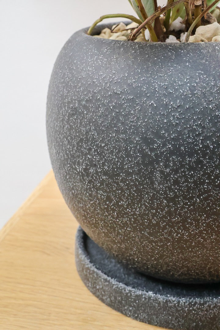 【フィカス ブルールビー】今回が最後の入荷！とても濃い葉色が美しい！今後どのように葉色が変化していくか楽しみです！