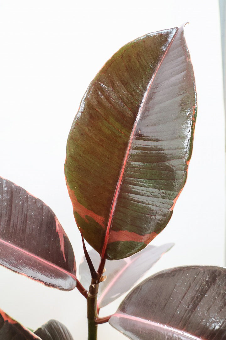 【フィカス ブルールビー】今回が最後の入荷！とても濃い葉色が美しい！今後どのように葉色が変化していくか楽しみです！