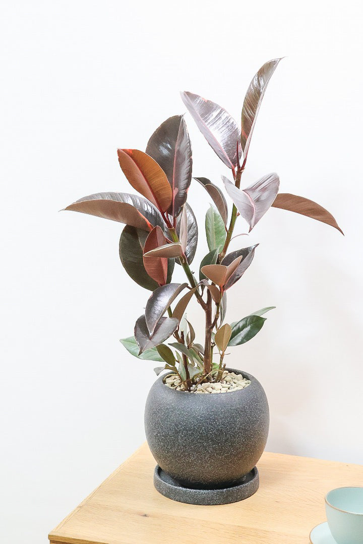 【フィカス ブルールビー】今回が最後の入荷！とても濃い葉色が美しい！今後どのように葉色が変化していくか楽しみです！