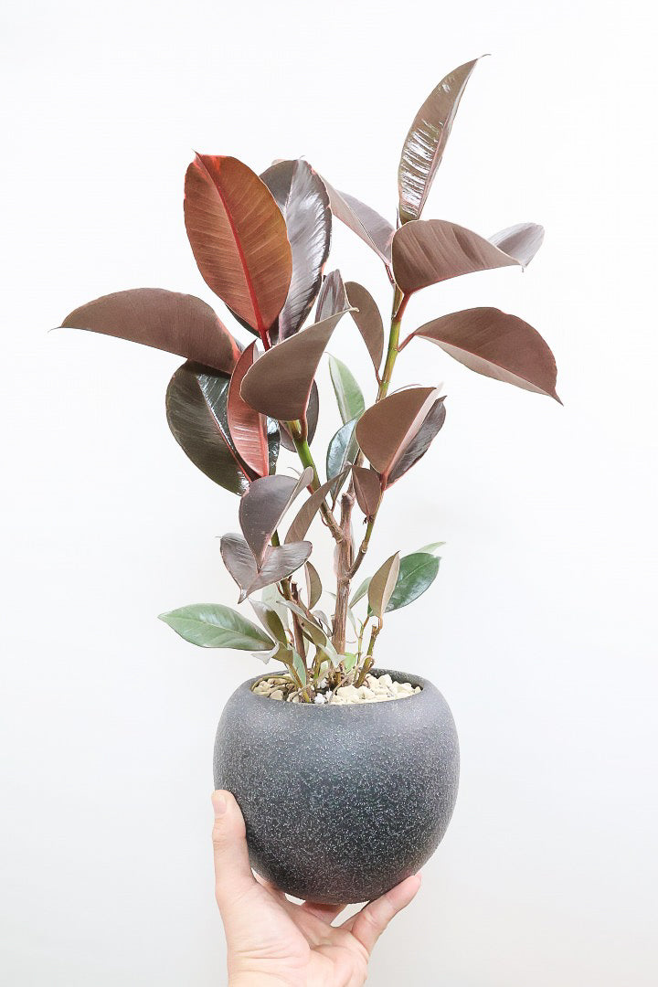 【フィカス ブルールビー】今回が最後の入荷！とても濃い葉色が美しい！今後どのように葉色が変化していくか楽しみです！