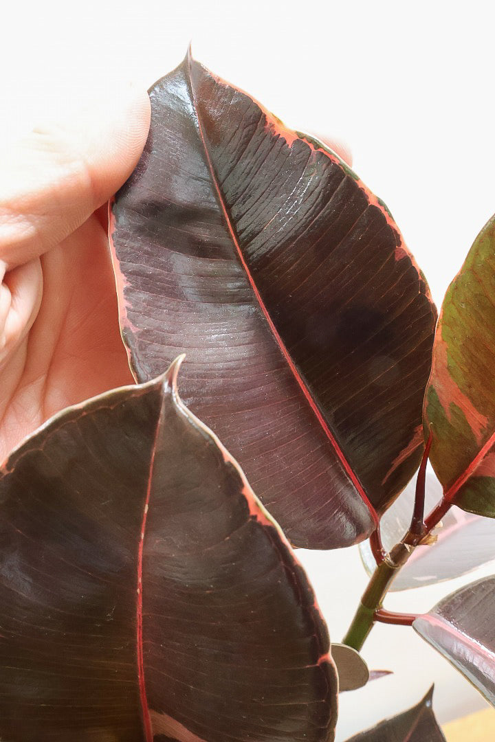 【フィカス ブルールビー】今回が最後の入荷！とても濃い葉色が美しい！今後どのように葉色が変化していくか楽しみです！