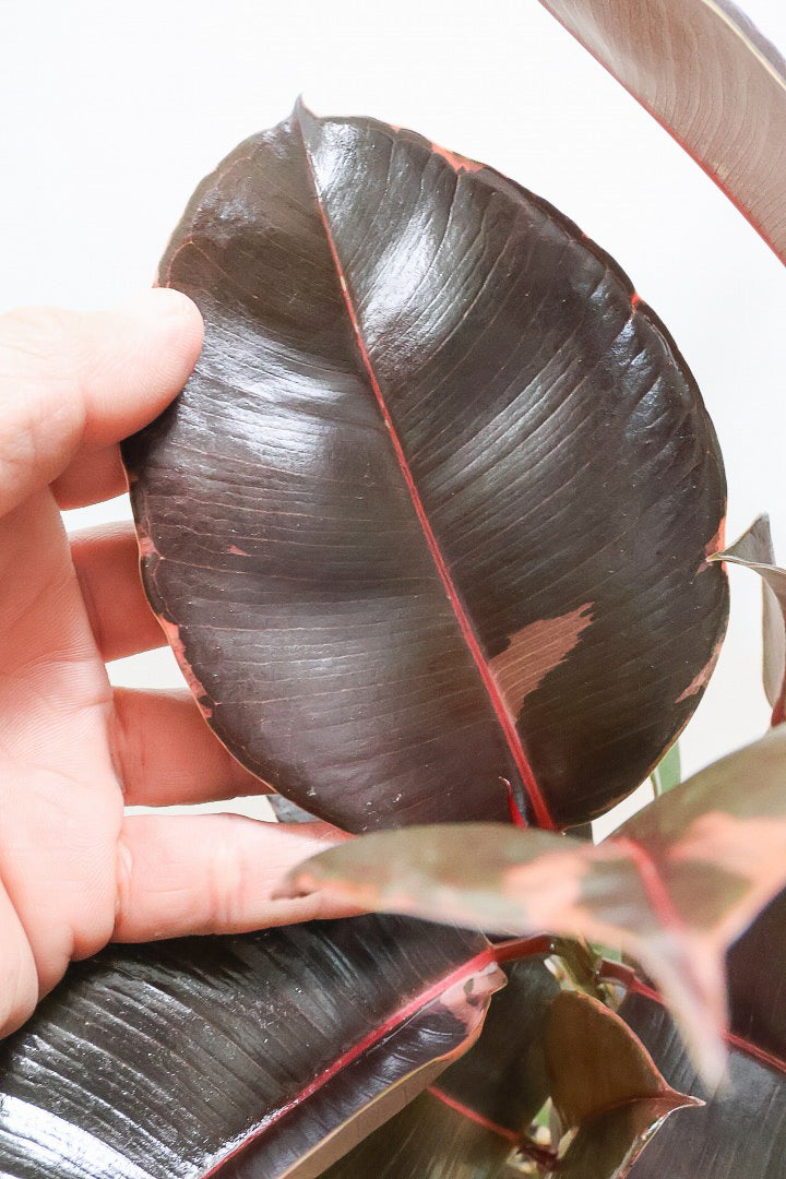 【フィカス ブルールビー】今回が最後の入荷！とても濃い葉色が美しい！今後どのように葉色が変化していくか楽しみです！