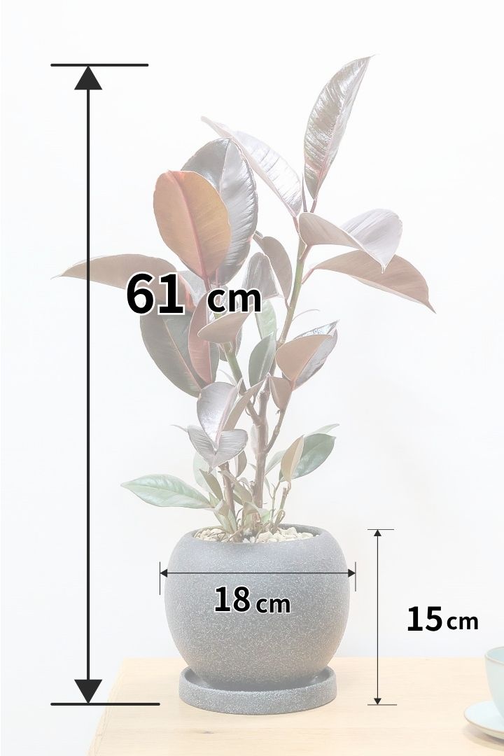 【フィカス ブルールビー】今回が最後の入荷！とても濃い葉色が美しい！今後どのように葉色が変化していくか楽しみです！