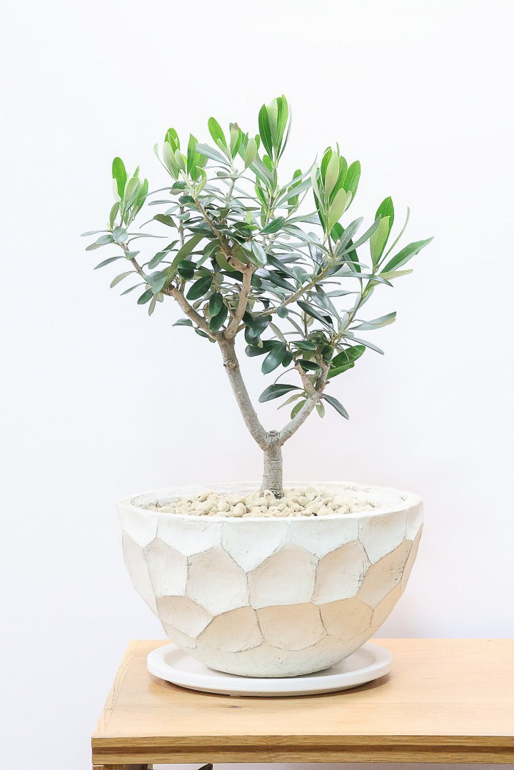 【オリーブ】オリーブの名産地の小豆島でしっかりと作られました！幹はかなり太く年季を感じます！