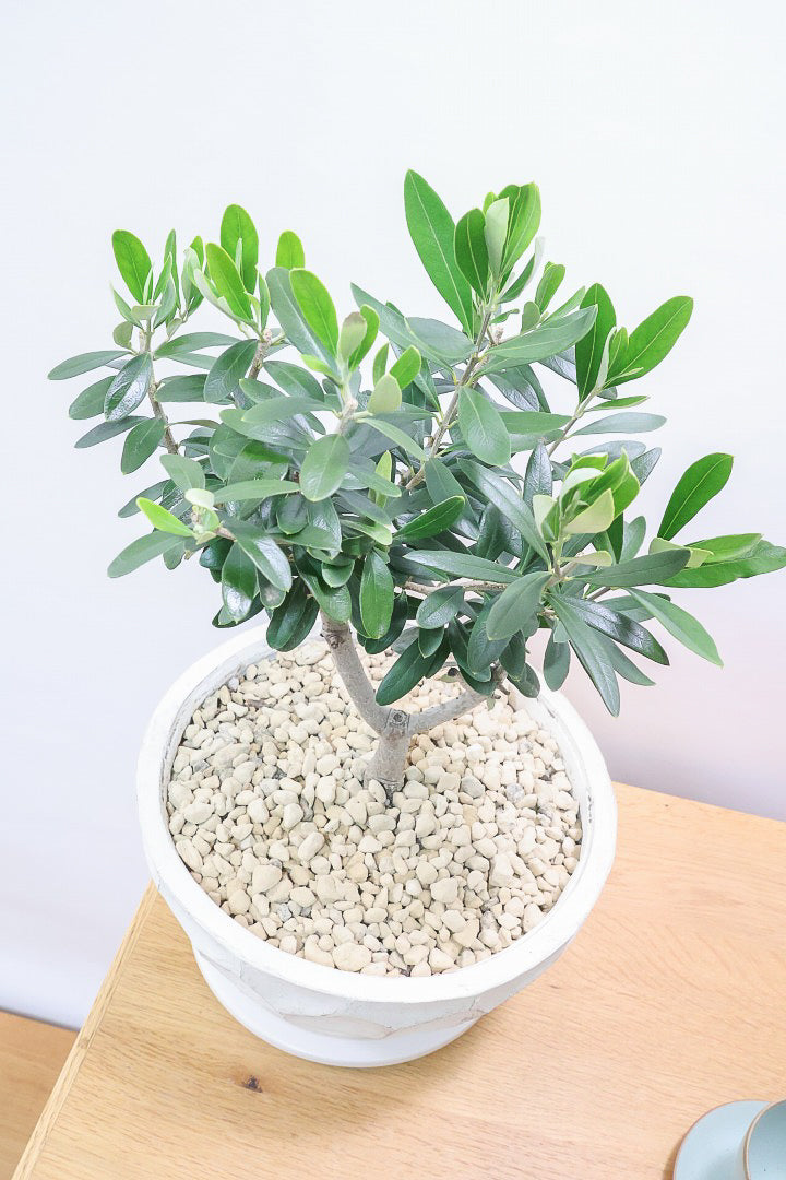 【オリーブ】オリーブの名産地の小豆島でしっかりと作られました！幹はかなり太く年季を感じます！