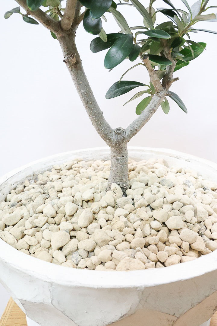 【オリーブ】オリーブの名産地の小豆島でしっかりと作られました！幹はかなり太く年季を感じます！