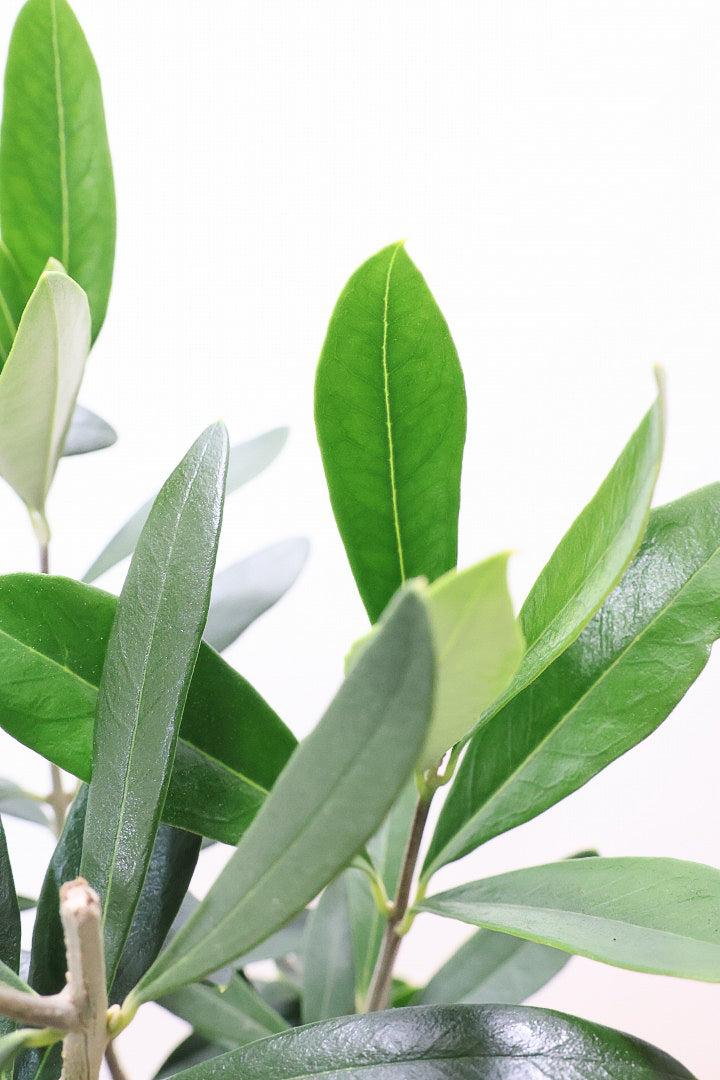 【オリーブ】オリーブの名産地の小豆島でしっかりと作られました！幹はかなり太く年季を感じます！