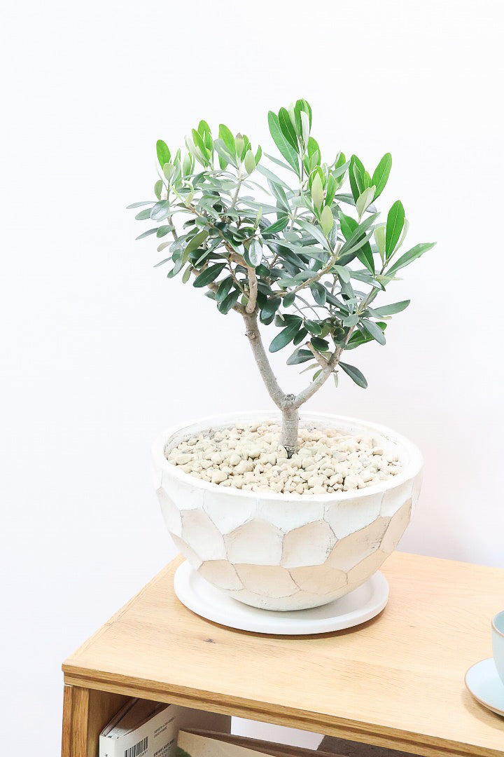 【オリーブ】オリーブの名産地の小豆島でしっかりと作られました！幹はかなり太く年季を感じます！