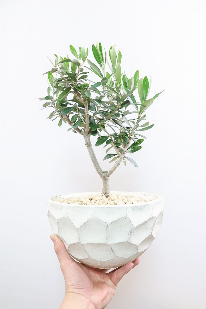 【オリーブ】オリーブの名産地の小豆島でしっかりと作られました！幹はかなり太く年季を感じます！