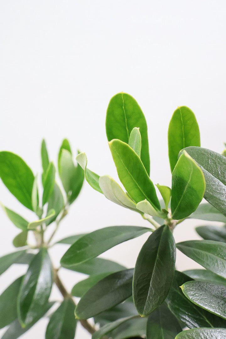 【オリーブ】オリーブの名産地の小豆島でしっかりと作られました！幹はかなり太く年季を感じます！