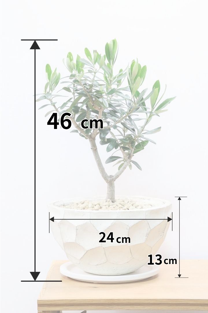 【オリーブ】オリーブの名産地の小豆島でしっかりと作られました！幹はかなり太く年季を感じます！