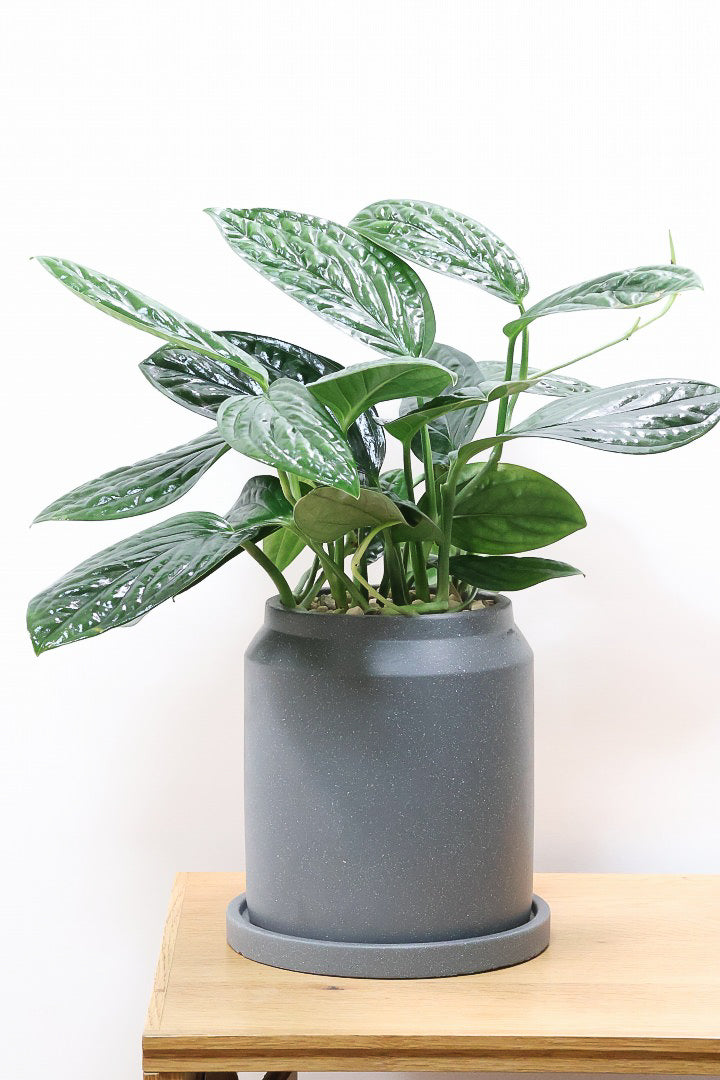 【モンステラ ジェイドシャトルコック】表面が立体的な模様！愛知県のこだわり生産者さんが手がけた素晴らしい個体です！