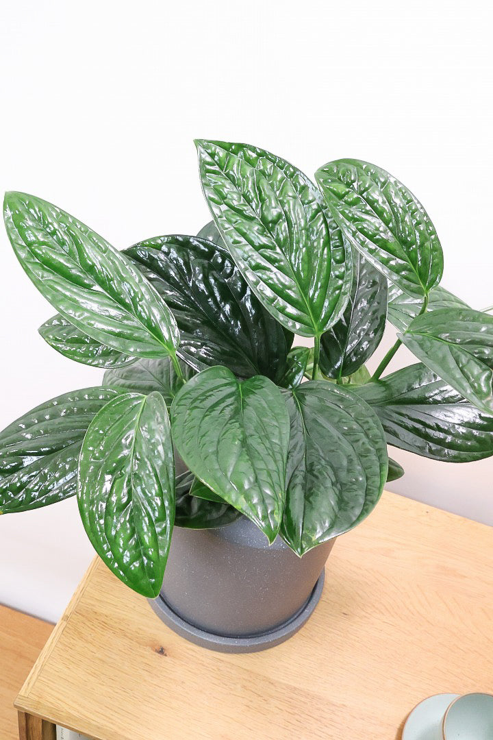 【モンステラ ジェイドシャトルコック】表面が立体的な模様！愛知県のこだわり生産者さんが手がけた素晴らしい個体です！