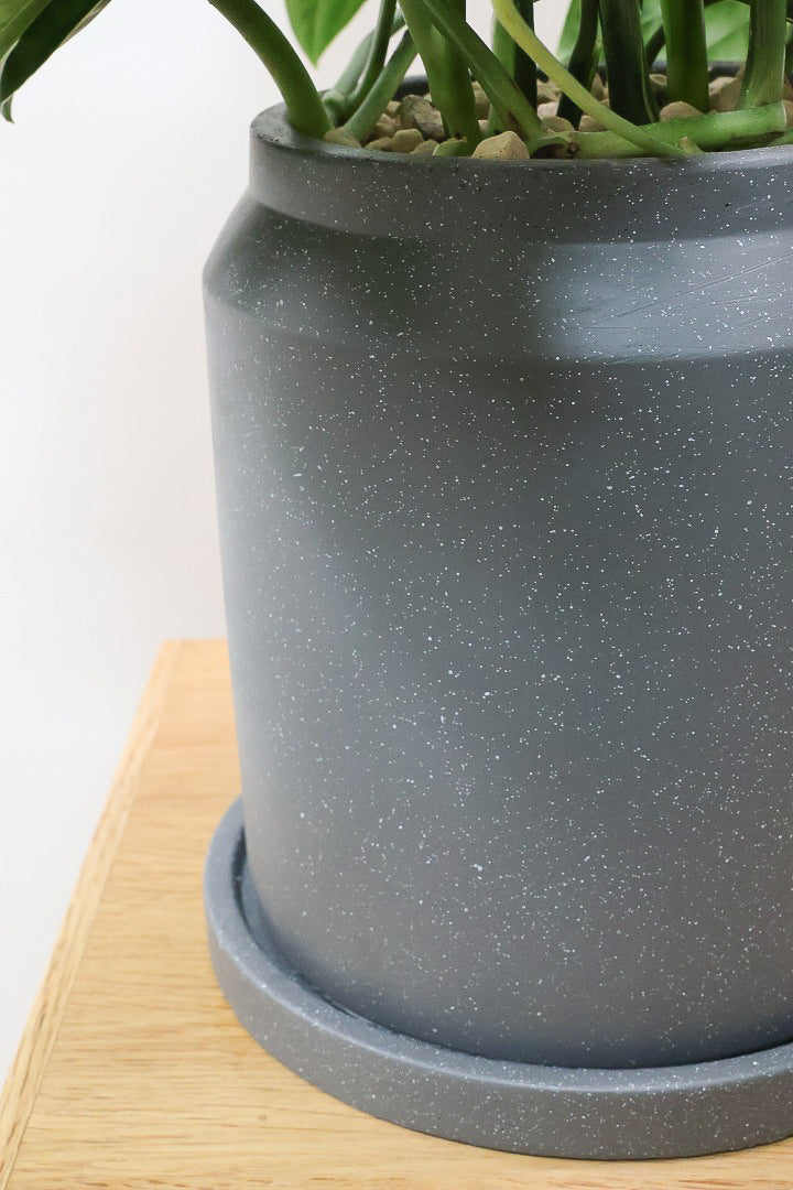 【モンステラ ジェイドシャトルコック】表面が立体的な模様！愛知県のこだわり生産者さんが手がけた素晴らしい個体です！