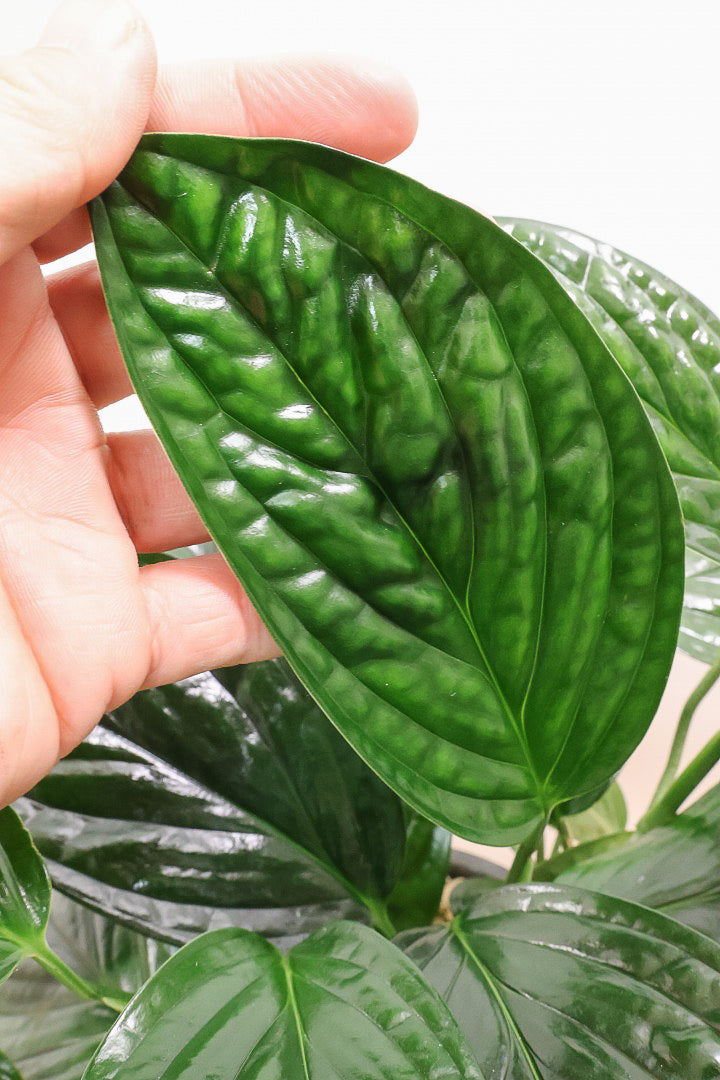 【モンステラ ジェイドシャトルコック】表面が立体的な模様！愛知県のこだわり生産者さんが手がけた素晴らしい個体です！