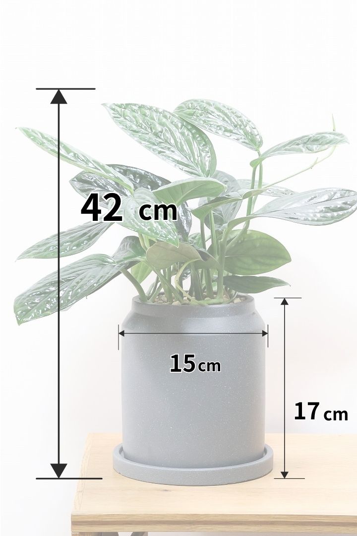 【モンステラ ジェイドシャトルコック】表面が立体的な模様！愛知県のこだわり生産者さんが手がけた素晴らしい個体です！