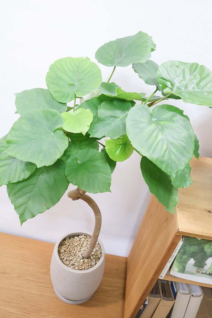 【ウンベラータ】これは幹も太くてホント良い樹形！葉の大きさもちょうどいいと思います！存在感があるのでインテリアにはピッタリ！