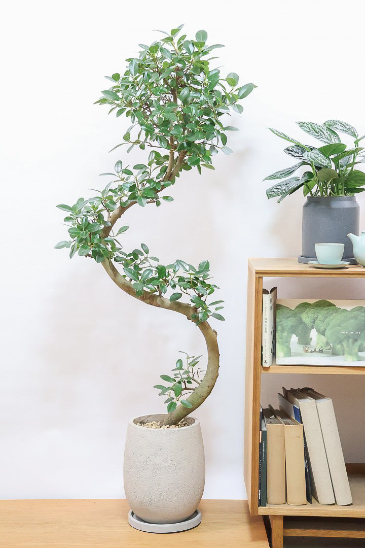 【フランスゴム】ここまで幹が太いS字樹形は最初で最後だと思います！大きいサイズをお探しの方はぜひ！